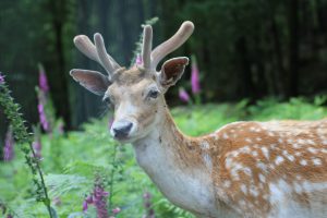 cerf élaphe